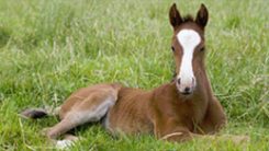 western equine Reproduction