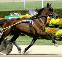 western equine horse race day