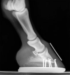 western equine xray